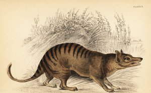 タスマニアタイガー、Thylacinus cynocephalus。 絶滅。 、1841年（彫刻） 作： Georges Robert Waterhouse