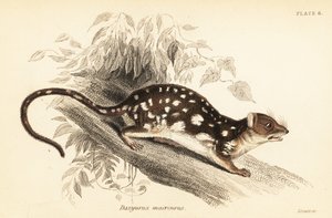 虎フクロネコ、Dasyurus maculatus、1841 年 (彫刻) 作： Georges Robert Waterhouse