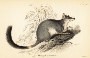 Tuan または一般的な wambenger、Phascogale タポアタファ。 、1841年（彫刻） 作： Georges Robert Waterhouse