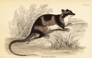 水オポッサムまたはヤポック、Chironectes minimus。 、1841年（彫刻） 作： Georges Robert Waterhouse