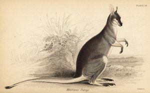 ウィップテイル ワラビー、マクロプス パリー。 、1841年（彫刻）