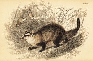 シジミオポッサム、ディデルフィス アルビベントリス。 、1841年（彫刻） 作： Georges Robert Waterhouse