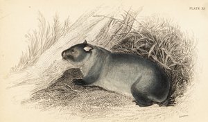 ウォンバット、Wombatus ursinus.、1841 年 (彫刻) 作： Georges Robert Waterhouse