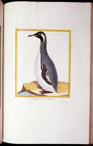 フォークランド諸島のペンギン、「ヒストワールナチュレルデオワゾー」、1770〜86年