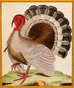 「ヒストワールヌーヴェルデオワゾー」のトルコ、1771-86