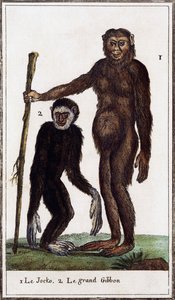 ジョッコ、チンパンジーまたはテナガザル、イラスト フォーム Histoire naturelle、Georges-Louis Leclerc ブッフォン伯爵 (1707-1788)、水彩彫刻