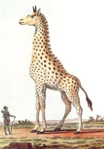 幻想的なオスのキリンの絵