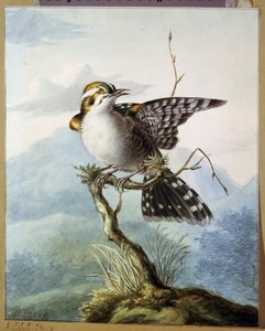 「小鳥」（小鳥） ゲオルギウス・ヤコブス・ヨハネス・ファン・オス（1782-1861）による水彩画 1798年 プーシキン美術館、モスクワ 作： Georgius Jacobus Johannes van Os