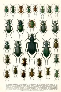 アンティークプリント「ヨーロッパのカブトムシの品種」 1910年頃（クロモリトグラフ 作： Georgiy Jacobson