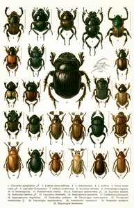 アンティークプリント「ヨーロッパのカブトムシの品種」 1910年頃（クロモリソグラフ 作： Georgiy Jacobson
