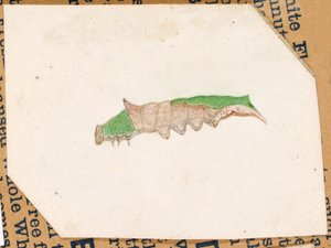 オークリーフ・エッジ・アオムシ、『動物界における色彩の隠蔽』のための研究