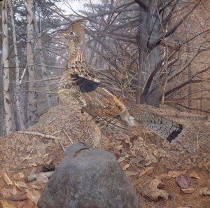 森の男性エリマキライチョウ、1907-08