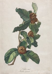 栽培メドラー (Mespilus germanica)