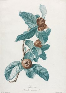 栽培されたメドラーMespilus germanica、c。 1800。 作： Gerard van Spaendonck