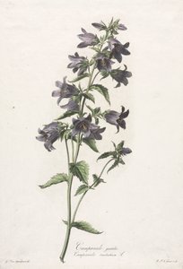 自然から引き出された花：キキョウ 作： Gerard van Spaendonck