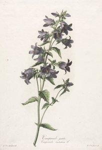 自然から描かれた花：手袋をしたカンパニュラc。 1800。 作： Gerard van Spaendonck