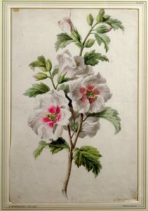 タチアオイ（紙に水彩） 作： Gerard van Spaendonck