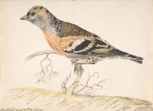 Bramling Fringilla Montifringilla、1679年。 作： Gerardus van Veen