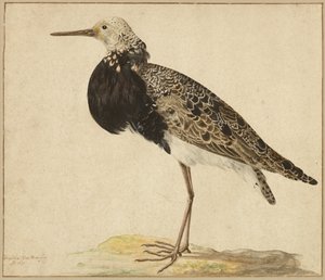 スタンディング・ラフ 作： Gerardus van Veen