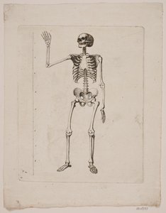 スケルトン 作： Gerhard Ludvig Lahde