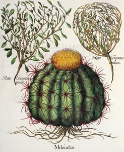 1.Melocactus; 2.Rosa Hiericonteaオープン。 3.Rosa Hiericonteaは、バジルベスラー（1561-1629）のEystettensisから出版されました。 1613 作： German School