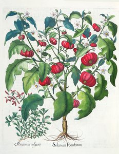 1.Solanum収量; 2.Amaracusは人気があり、バジルベスラーのEystettensis（1561-1629）、パブから。 1613 作： German School
