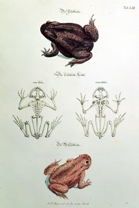 460 fol.1 ヒキガエル、ニュルンベルクのヨハン・ダニエル・マイヤー作「楽しくて便利な娯楽」のプレート LIII