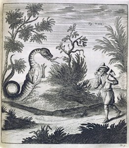 恐ろしいドラゴン、1660年頃 作： German School