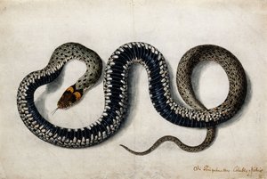 グラススネーク、c.1675-1700 作： German School