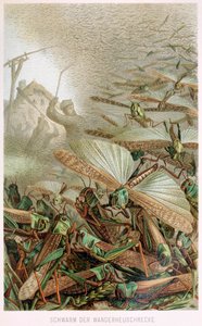 Brehms Tierleben パブのイナゴの群れ。 1860 年代のカラー リトグラフ、1860 年。 作： German School