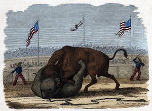 闘技場で行われる雄牛と熊の激しい戦い。フランツ・ヴィーデマンのドイツの物語「Wenn Jemand eine Reise thut, so kann er was erzahlen」では 作： German School