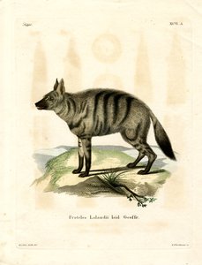 Aardwolf (彩色済み彫刻) 作： German School