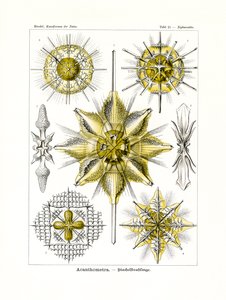 Acanthometra、1899-1904 作： German School