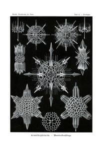 Acanthophracta、1899-1904 作： German School