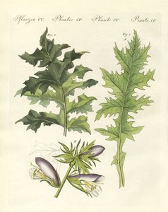 アカンサスの植物（彩色済み彫刻 作： German School