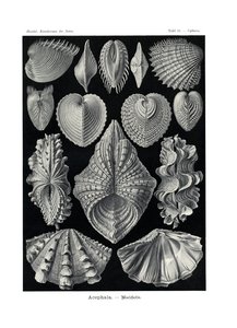 1899〜1904年のアセファラ 作： German School