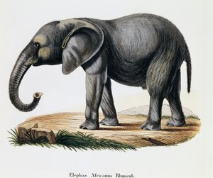アフリカゾウ（Elephas africanus）、ヨハン・クリスチャン・ダニエル・フォン・シュレーバー（1739-1810）著『自然から描かれた哺乳類とその解説』より、A・フライシュマンのデッサンの後にIC・ボックが彫ったもの、ドイツ