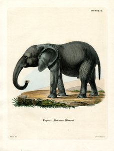 アフリカゾウ（彩色済み彫刻