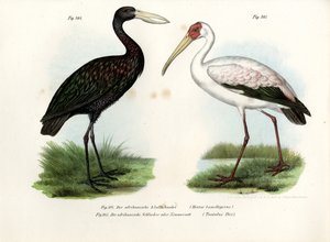 アフリカオオコウノトリ、1864 作： German School