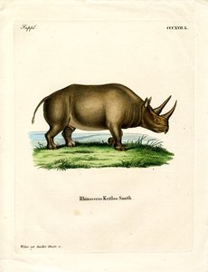 アフリカのサイ（彩色済み彫刻 作： German School