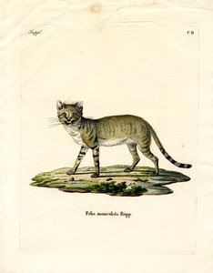 アフリカン・ワイルド・キャット（彩色済み彫刻 作： German School