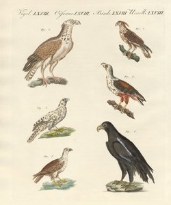 アフリカの鳥（彩色済み彫刻 作： German School