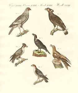 アフリカの鳥（彩色済み彫刻 作： German School