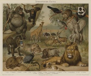 アフリカの動物 作： German School