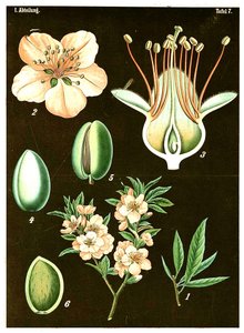 アーモンド（プルナスアミグダルス）c.1890（クロモリソグラフ） 作： German School