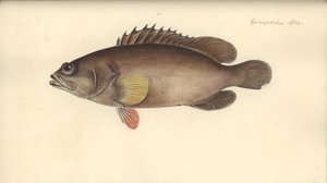 Alphestes afer、1793年以前（紙にトイレ） 作： German School