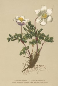 アルパインアネモネ（Anemone alpina、Pulsatilla alpina）