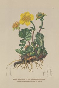 アルパインエイヴンズ（Geum montanum） 作： German School