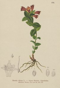 アルパインバルシア（Bartsia alpina） 作： German School