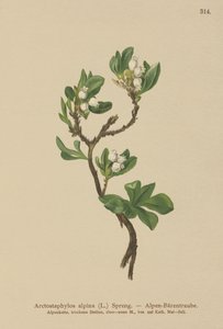 アルパインベアベリー（Arctostaphylos alpina、Arctostaphylos alpinus） 作： German School